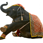 印度象