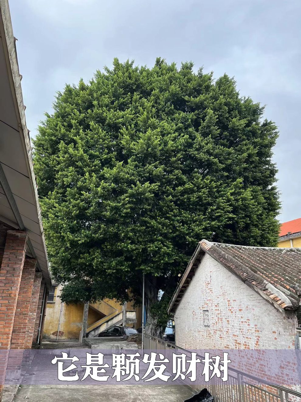 好漂亮地一颗发财树