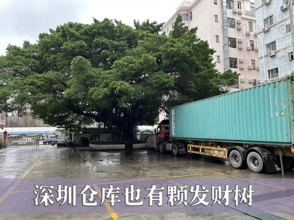 好漂亮地一颗发财树二