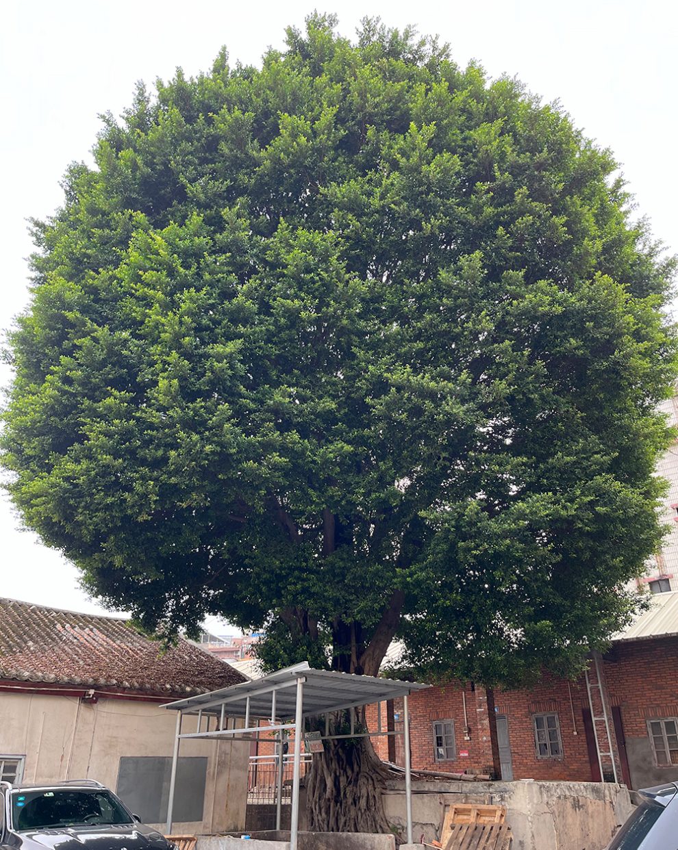 它就是一颗发财树