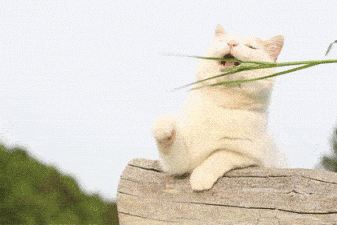 宠物运输到新加坡