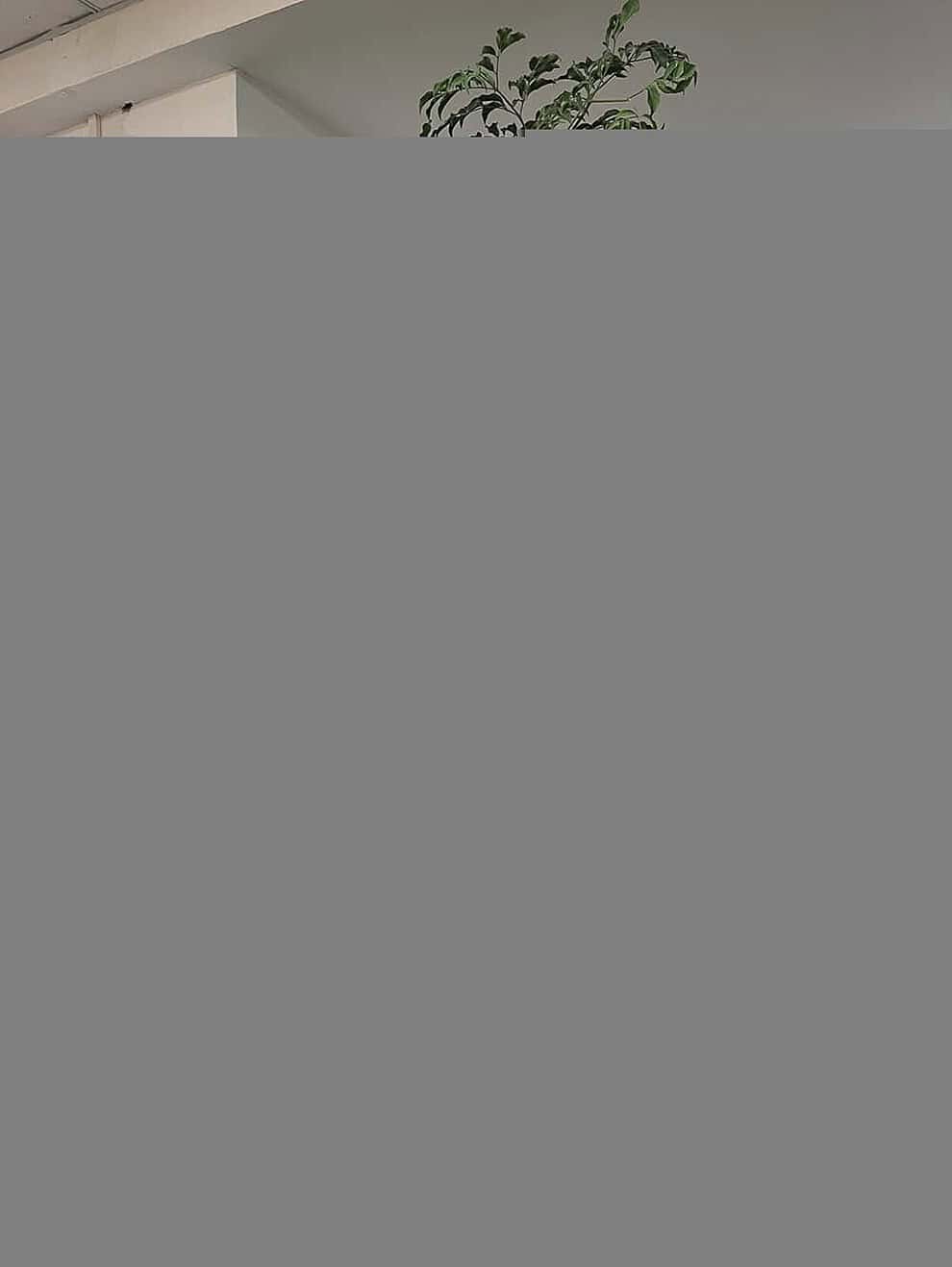 幸福树摆满了办公室，大家要醉氧