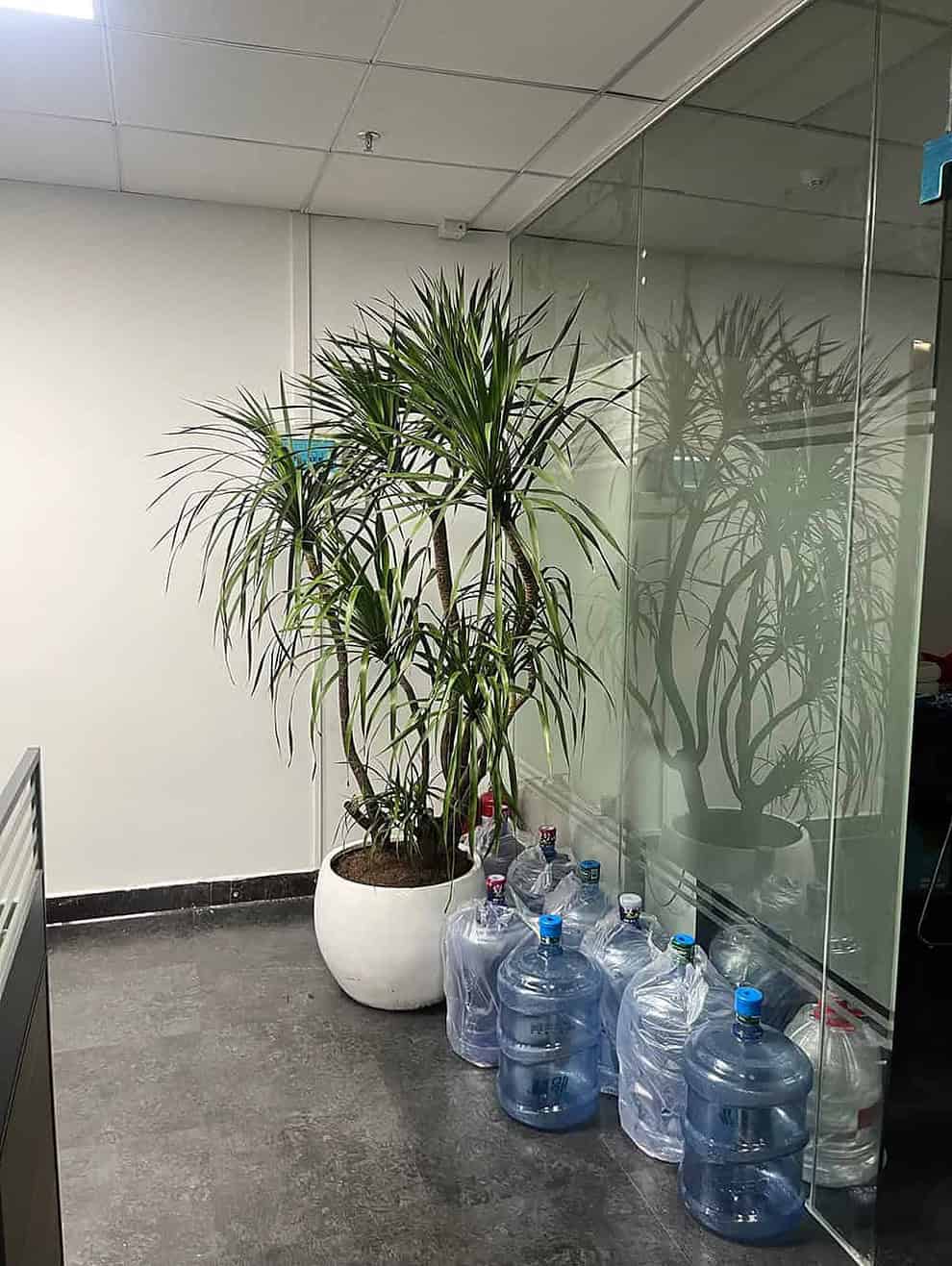 幸福树摆满了办公室，大家要醉氧