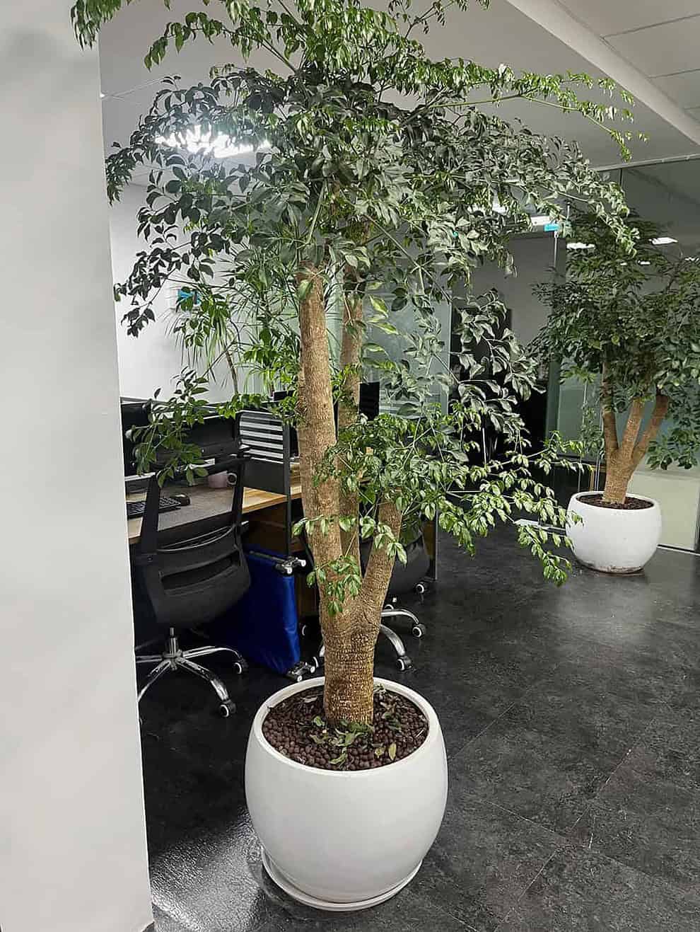 幸福树摆满了办公室，大家要醉氧