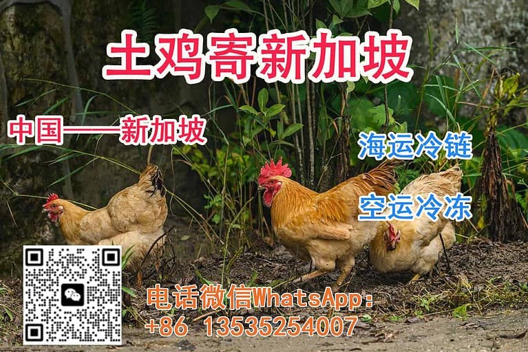 如何将国内购买的真宗土鸡寄到新加坡呢？可以海运/空运冷冻到家吗？