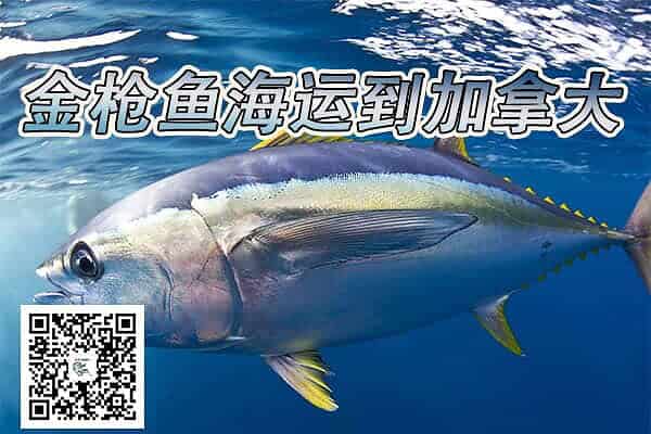 金枪鱼海运到加拿大