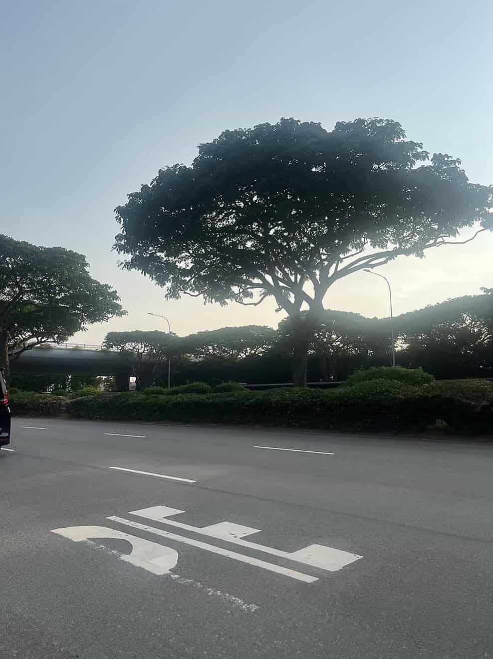 新加坡的南洋楹