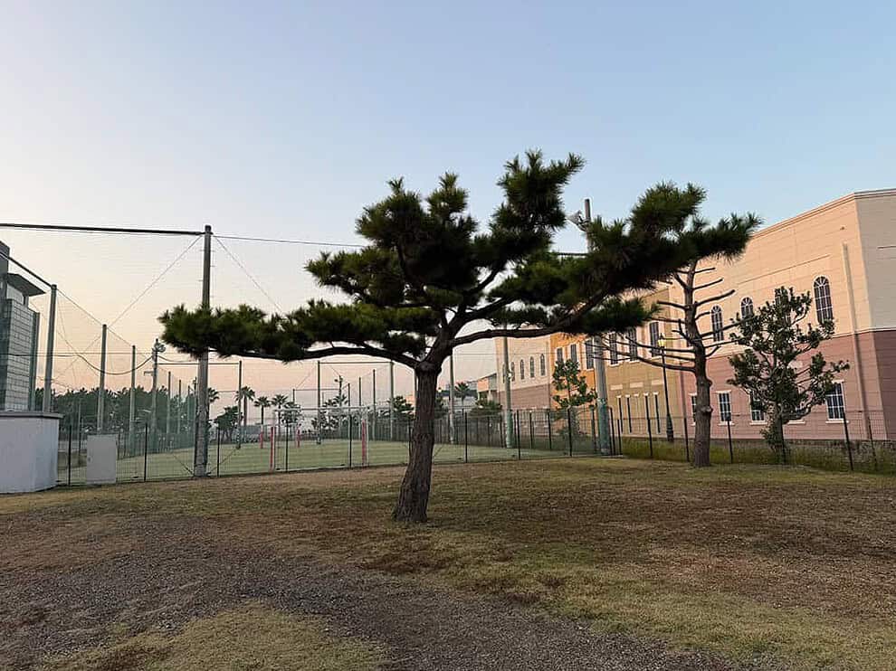 帅气的黑松