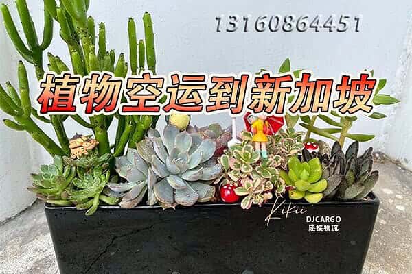 植物空运到新加坡