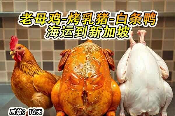 老母鸡海运到新加坡