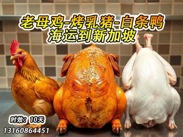 老母鸡海运到新加坡