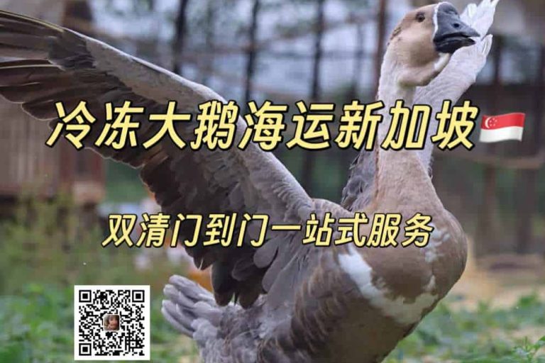 冷冻大鹅海运新加坡