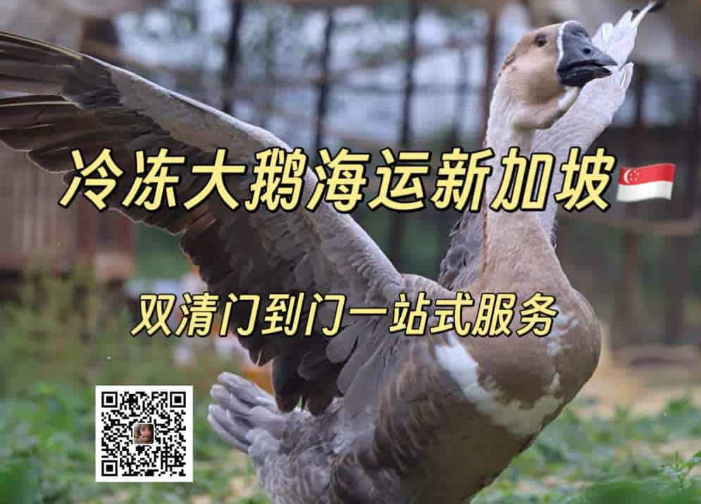 冷冻大鹅海运新加坡