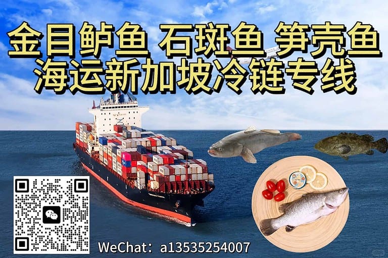 金目鲈鱼,石斑鱼,笋壳鱼海运新加坡冷链专线-海鲜鱼类进口SG
