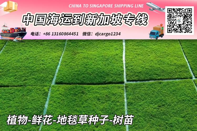 植物-鲜花-地毯草种子-树苗海运空运到新加坡【专业运输】