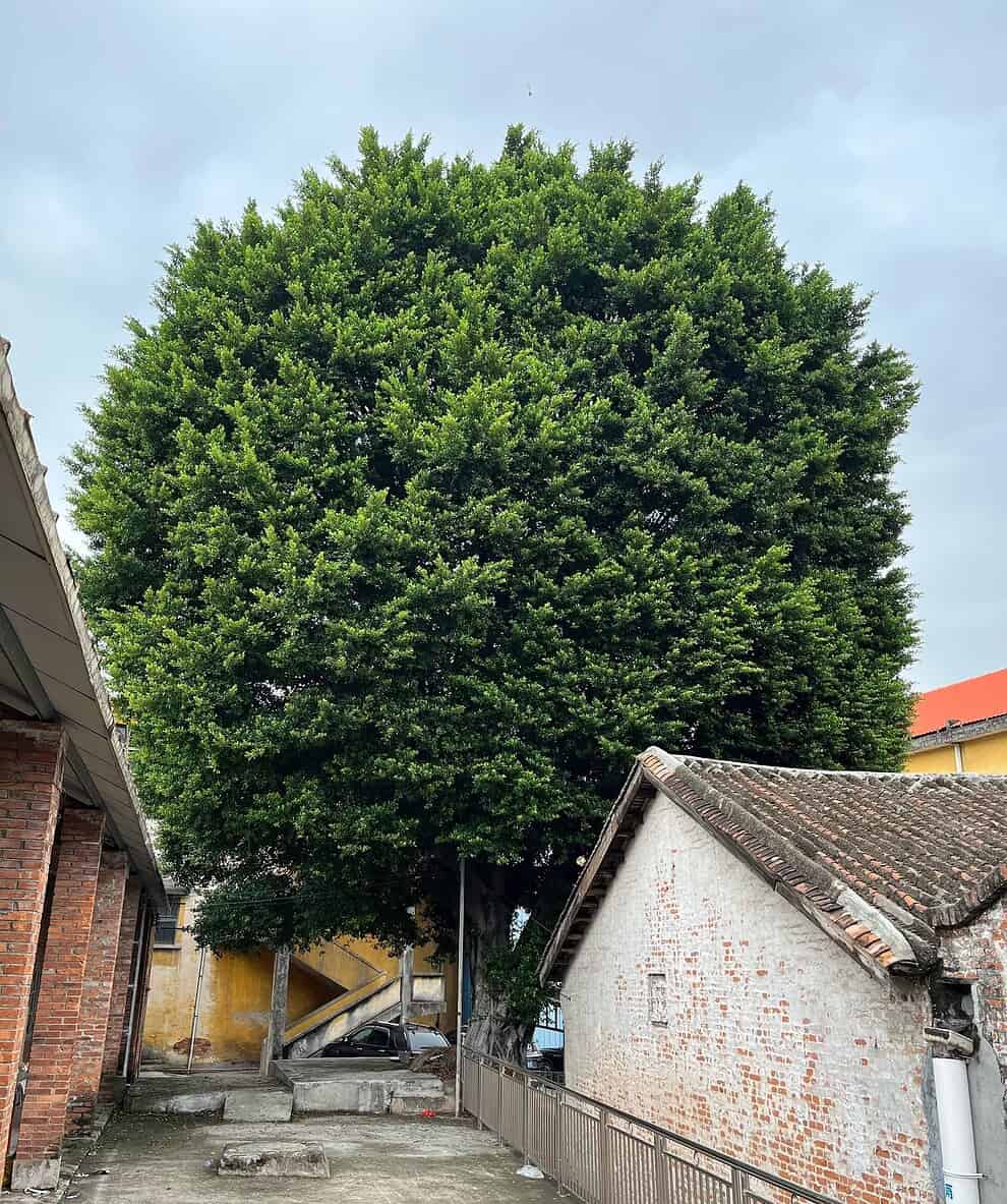 超大件植物发财树运输